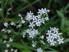 Gypsophila oldhamiana