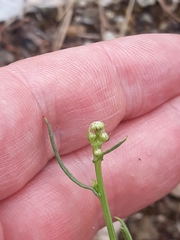 Senecio inaequidens