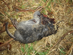 Otomyini