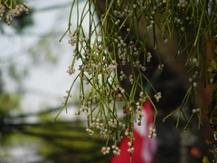 Rhipsalis baccifera