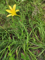Hemerocallis citrina