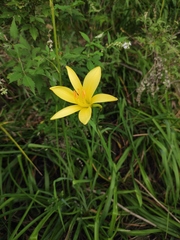 Hemerocallis citrina