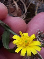 Picris hieracioides