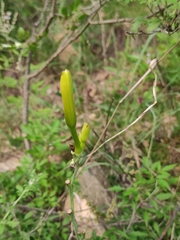 Hemerocallis citrina