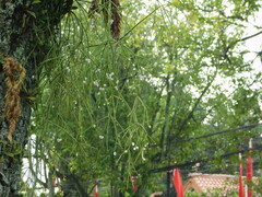 Rhipsalis baccifera