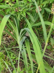 Hemerocallis citrina