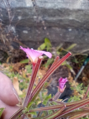 Epilobium hirsutum
