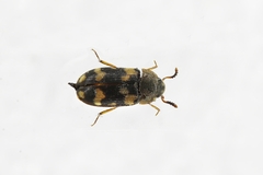 Mycetophagus piceus