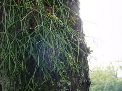 Rhipsalis baccifera