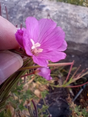 Epilobium hirsutum