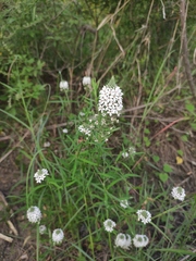 Lysimachia pentapetala