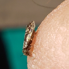 Echmepteryx