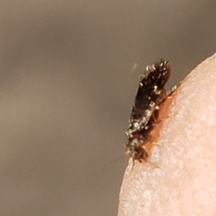 Echmepteryx