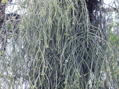 Rhipsalis baccifera