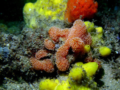 Aplidium benhami