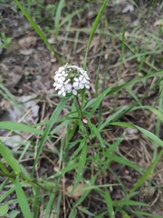 Lysimachia pentapetala