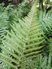 Dryopteris filix-mas