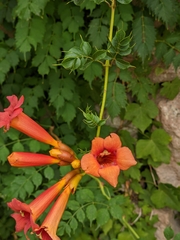 Campsis radicans