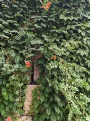 Campsis radicans