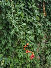 Campsis radicans
