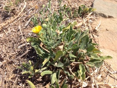 Calendula suffruticosa fulgida