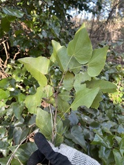 Barklya syringifolia