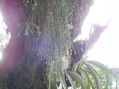 Rhipsalis baccifera