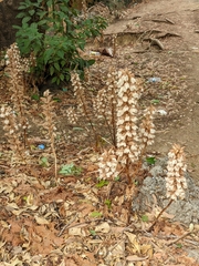 Acanthus mollis