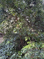 Barklya syringifolia