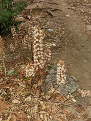 Acanthus mollis