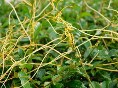 Cuscuta