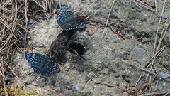 Dichorragia nesimachus