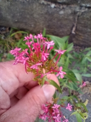 Centranthus ruber