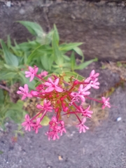 Centranthus ruber