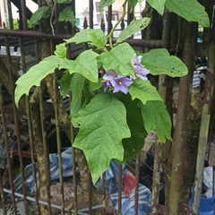 Solanum wrightii