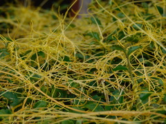 Cuscuta