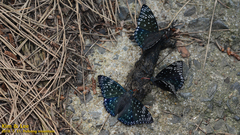 Dichorragia nesimachus