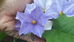 Solanum wrightii