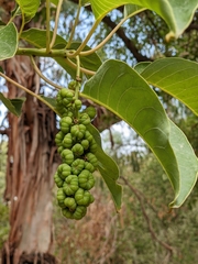 Phytolacca dioica