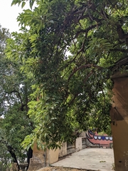 Phytolacca dioica
