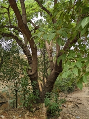 Phytolacca dioica