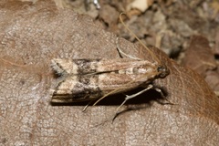 Euzopherodes charlottae