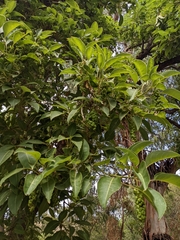 Phytolacca dioica