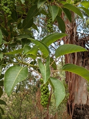 Phytolacca dioica
