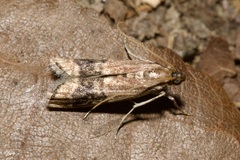 Euzopherodes charlottae