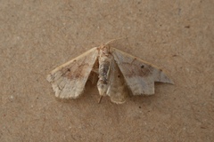 Idaea rubraria