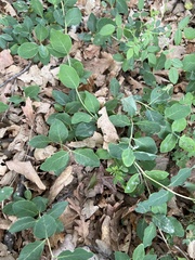 Lonicera caprifolium