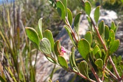 Adenanthos ellipticus
