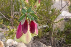 Pimelea physodes