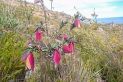Pimelea physodes